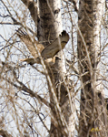 Red tailed Hawk